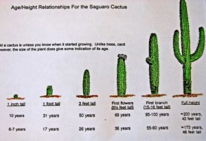 За сколько можно продать кактус 3-4 см.?
