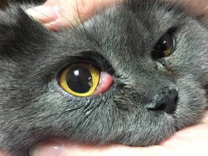 Почему у кошки/кота лезет шерсть возле глаз? С чем связано, и как лечить?