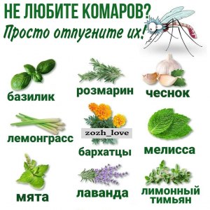 Какие растения вы боитесь?