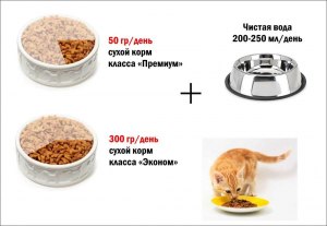 Можно ли коту смешивать влажный корм и человеческую еду?