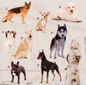 Какая самая популярная порода собак, для семьи и проживания в квартире?