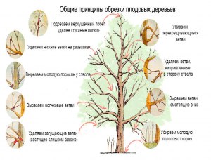 Почему рекомендованные сроки обрезки плодовых деревьев сильно отличаются?