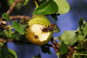 Как бороться с шершнями и осами, которые съедают груши на дереве?