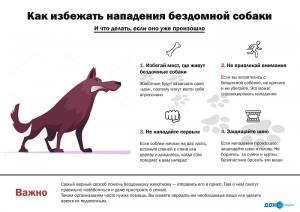 Собака на прогулке: как избежать агрессии во время встречи собак?