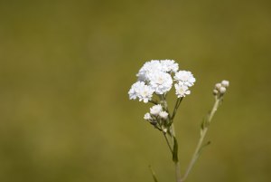 Что за миниатюрный белый полевой цветок растет в Сибири?