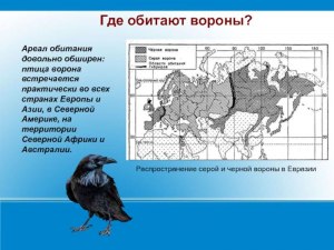 Где ареал обитания ворона в России?