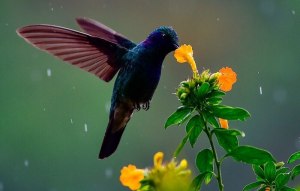 Как колибри добывают нектар?