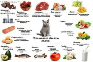 Не вредно ли кормить кошку консервированной рыбой?