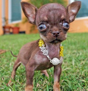 Маленькие собаки знают ли, что они маленькие?