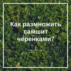 Каким образом размножают самшит?