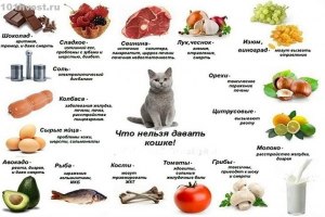 Не вредно ли для кошки мясо омара?
