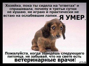Что ни в коем случае не надо делать, если ваша кошка или собака заболела?