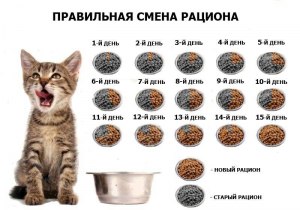 Можно кошку кормить только сухим кормом или нужен еще другой прикорм?
