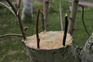 Как привить дерево, если спилить ствол и оставить пень?