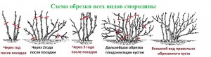 Можно ли обрезать черную смородину летом после урожая?