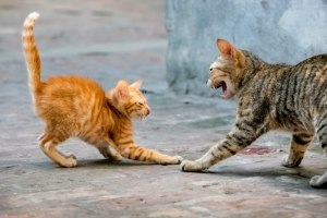 Почему коты шипят друг на друга?