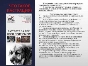 Кастрация кобеля - это больше плюс, чем минус?