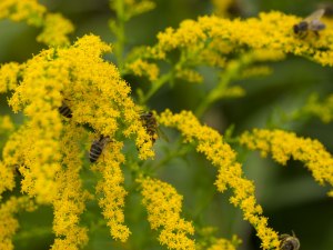 Какое растение пахнет медом?