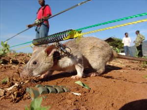 Почему крысы лучше ищут мины, чем собаки и саперы со спец снаряжением?
