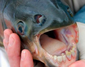 Бывает ли рыба с зубами, похожими на человеческие?
