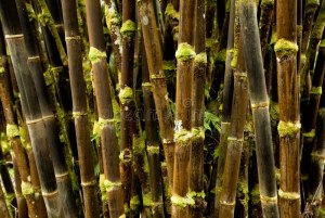 Как появились разные цвета бамбука (чёрный, золотой)?