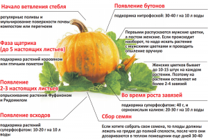 По внешнему виду овощной культуры можно определить, что её пора убирать?