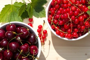 Как можно уберечь вишни и красную смородину от скворцов?