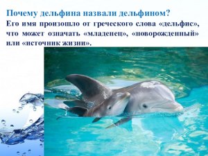 Когда и почему дельфинов стали называть "люди моря"?