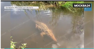 Выживет ли крокодил в Москве - реке?