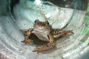 Можно ли держать лягушку дома в ванной?