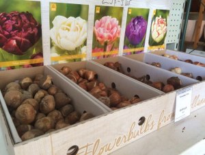 Стоит ли заказывать луковицы тюльпанов на Вайлдберриз?