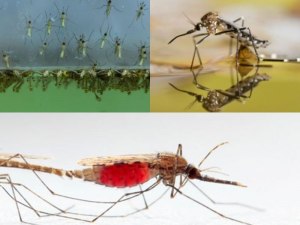 Как рождаются комары?