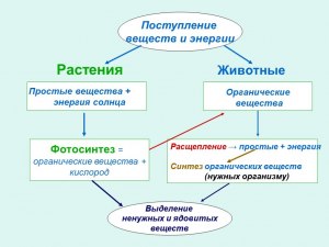 Почему животные могут отрегулировать свой обмен веществ в зимнее время?