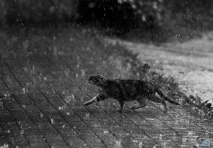 Куда и зачем кот убегает погулять во время дождя?