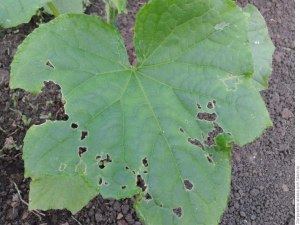 На листьях огурцов появляются дырочки, что это за болезнь?