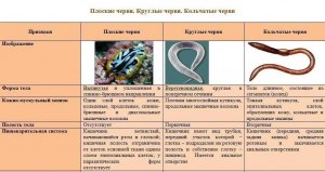 Как отличить личинку насекомого от червя (плоского, круглого, кольчатого)?