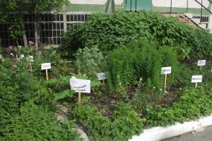 "Аптекарский огород" на Вашей даче: что лечебного растёт, прямо под ногами?