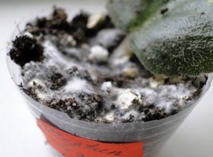 Почему кобели пахнут псиной сильнее, чем суки?