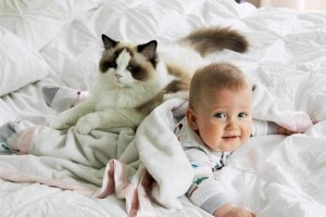 Какая порода кошки может жить спокойно с маленьким ребенком?