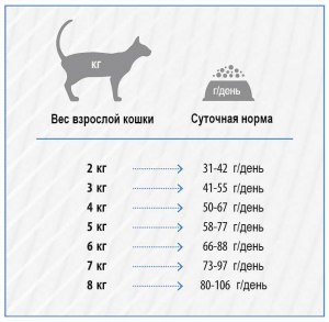 Сколько килограмм весит кошка в год?