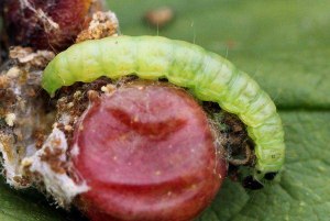 В ягодах смородины зеленые червяки, что делать?