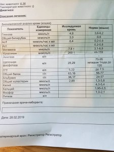 Есть ли смысл делать анализ у кошки?