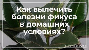 Как вылечить фикус?