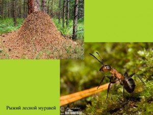 Что рыжие лесные муравьи делают на сосне?