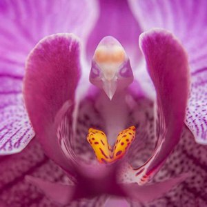 Чем привлекательна орхидея для птиц?