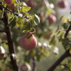 Какое дерево называют яблоней Мерлина?