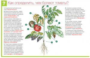 Как определить болезни томатов по листу?