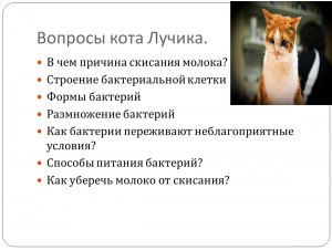 Вопрос про кота.