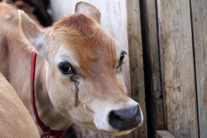 Как вы считаете, коровы и быки умеют плакать?