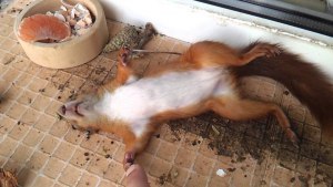 Может ли белка покусать домашнего кота на даче?